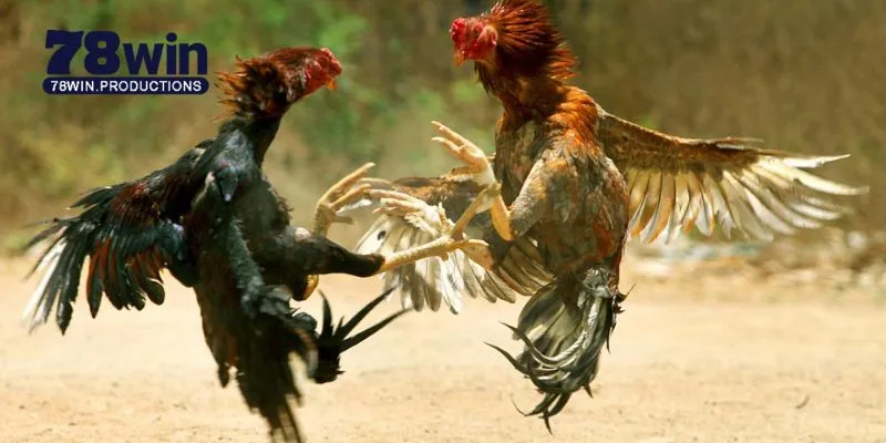 Đá Gà C1 C2 C3 C4 - Cẩm Nang Toàn Diện Cho Người Mới Bắt Đầu 1 Đá gà C1 C2 C3 C4